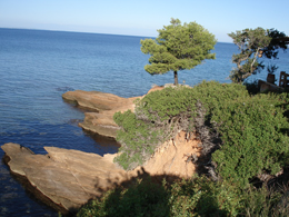 elia/sitonija/halkidiki/grÄka